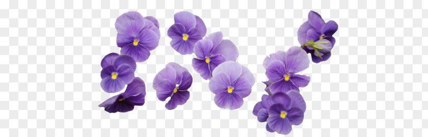 Flower Lavender Purple Clip Art PNG