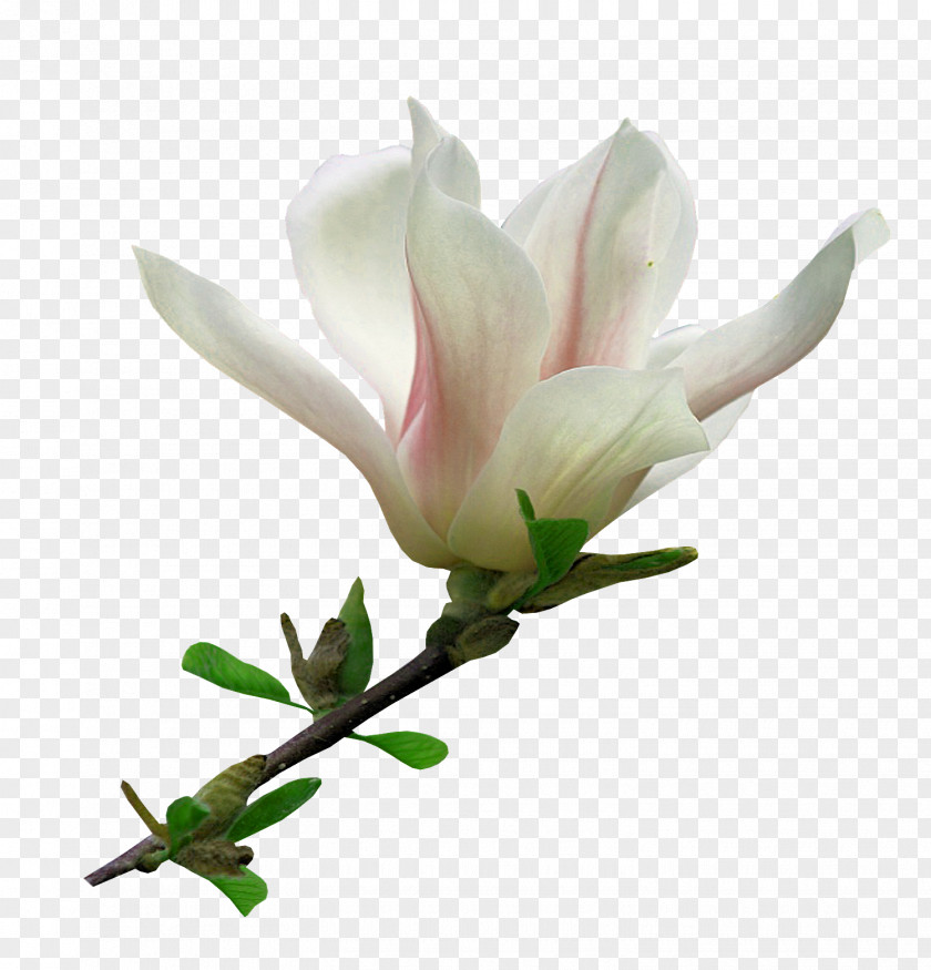 Magnolia Flower Blog Clip Art PNG