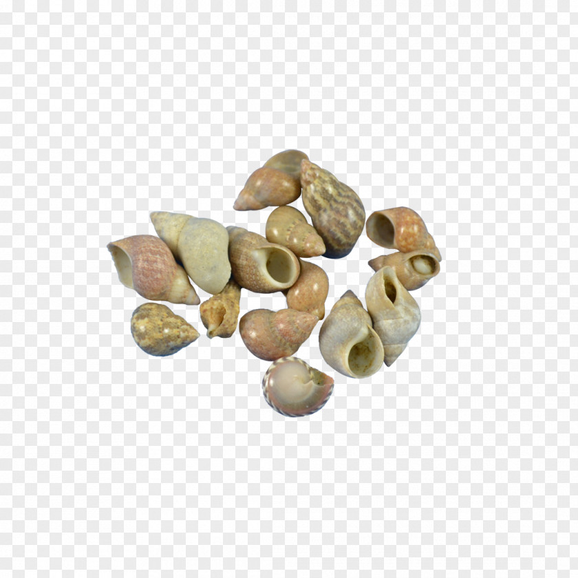 Scallop In Shell The Seashell Company Sea Urchin Sand Dollar Jewelry Design PNG