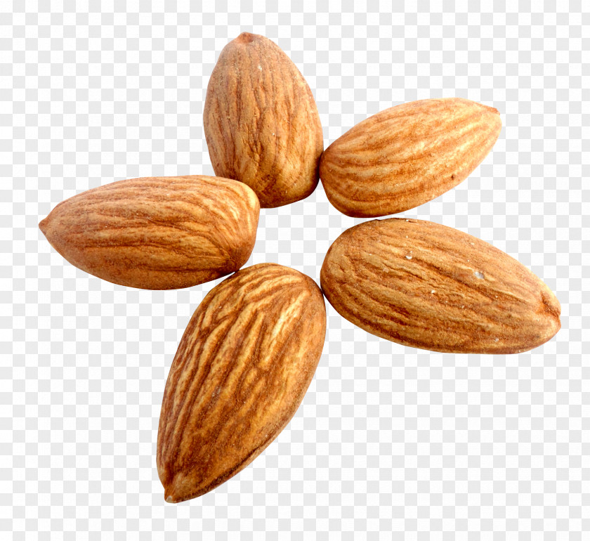 Almond Nut Apricot Kernel PNG