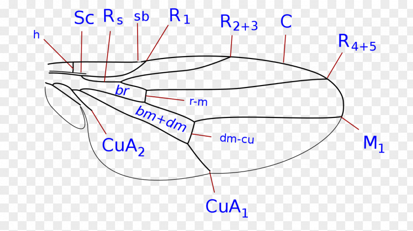 Batch 萨拉丝 Ephydridae Brachycera Sepsidae Insect Wing Pipunculidae PNG