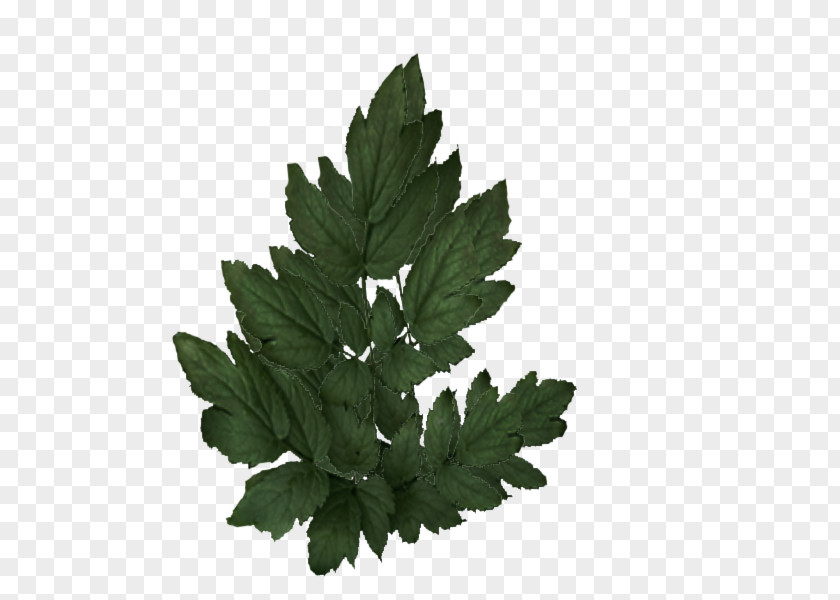 Fern Tree Leaf Plant Herb PNG