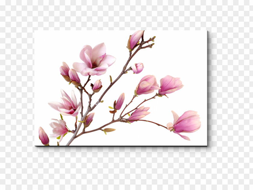 Flower Magnolia Desktop Wallpaper Image Stock Photography PNG