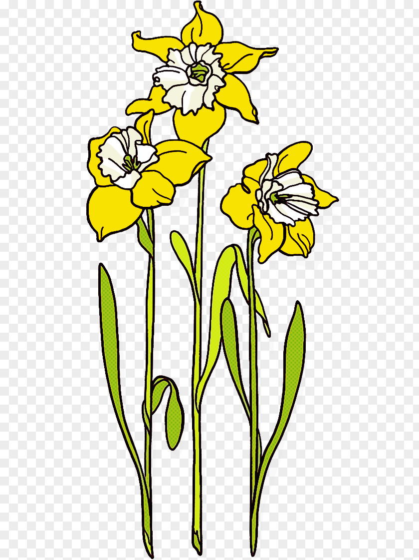 Flower Yellow Plant Narcissus Stem PNG