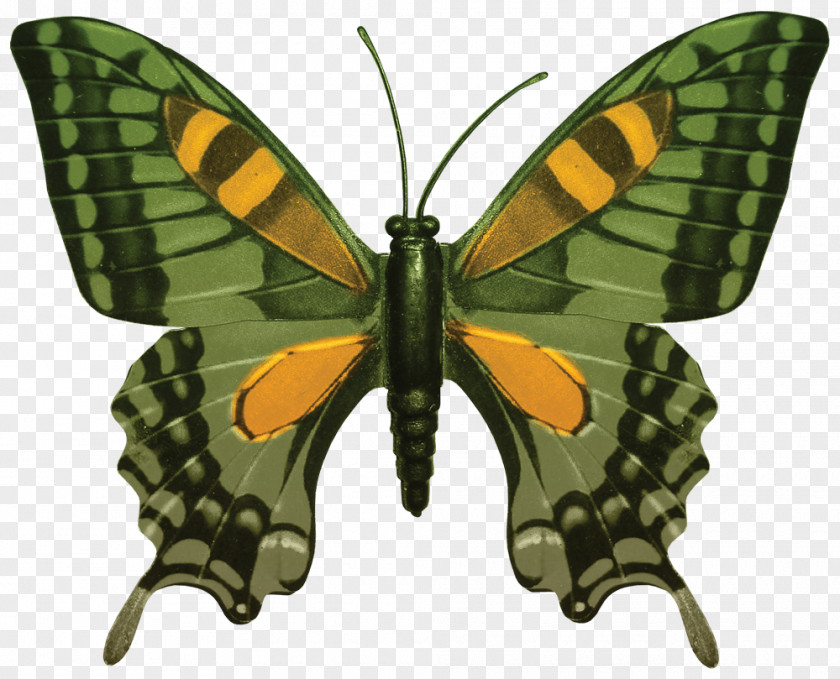 Green Butterfly Papilio Hospiton Stock Photography PNG