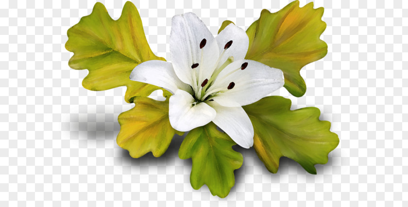 Small Hand-painted Lily Fresh Lilium Download PNG
