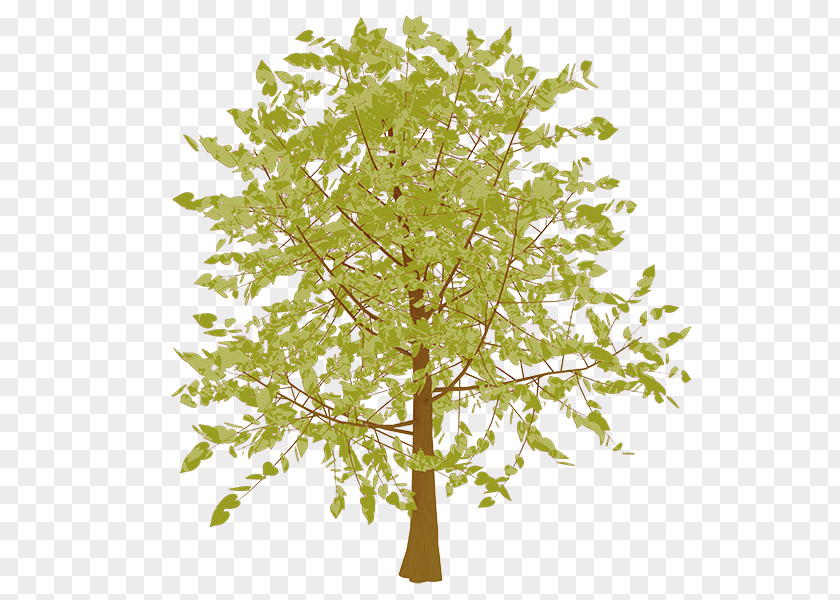 Tree Twig Broad-leaved Leaf Birch PNG
