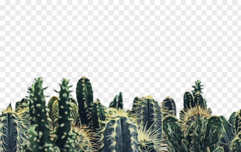 Cactus PNG