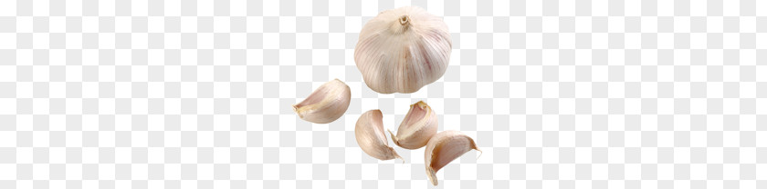 Garlic PNG clipart PNG