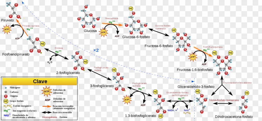 Gluconeogenesis Glycolysis Metabolic Pathway Cellular Respiration Carbohydrate Metabolism PNG