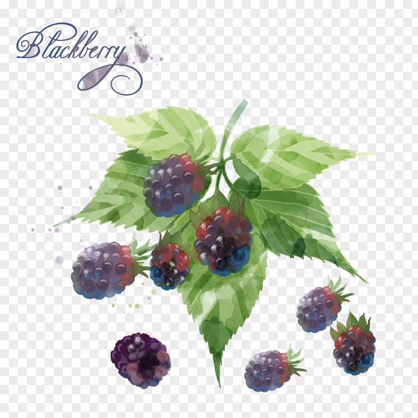 Hand-painted Blueberry Blackberry Watercolor Painting PNG