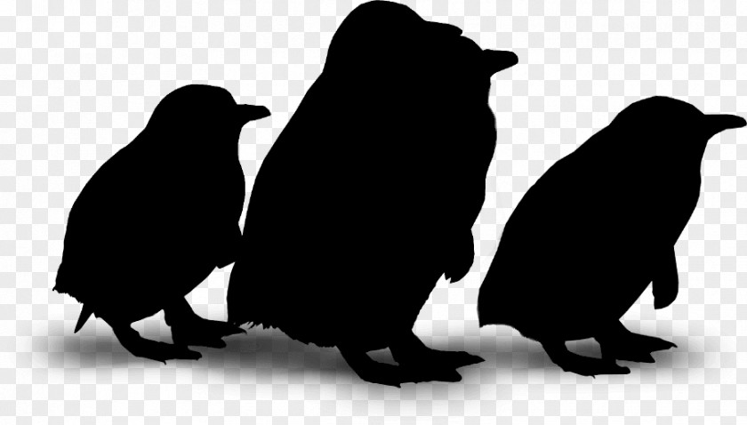 Penguin Fauna Silhouette Beak PNG