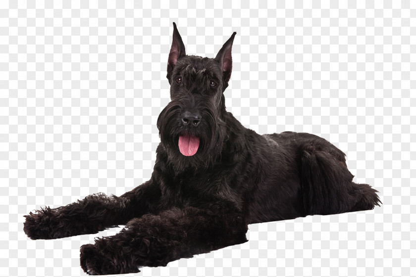 Puppy Miniature Schnauzer Scottish Terrier Giant Standard Great Dane PNG