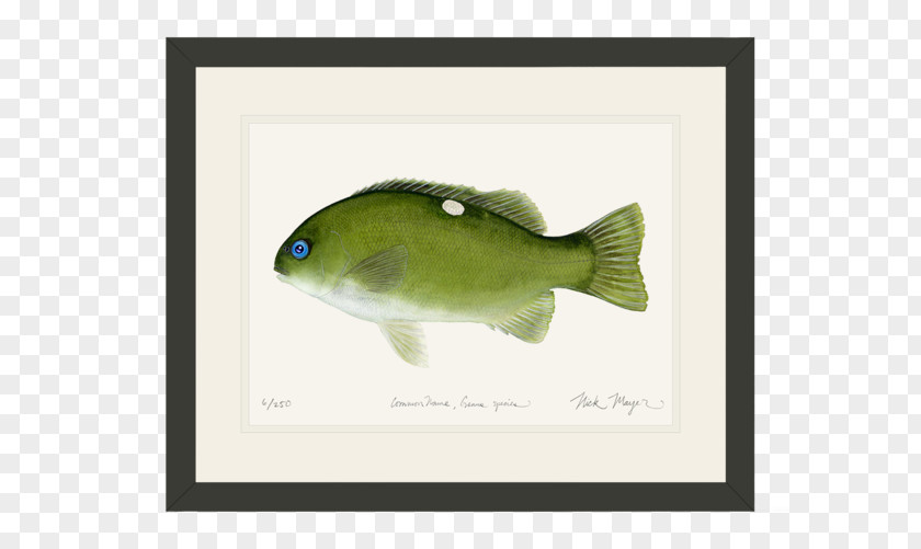 River WaterColor Largemouth Bass Guadalupe Freshwater Fish Striped PNG