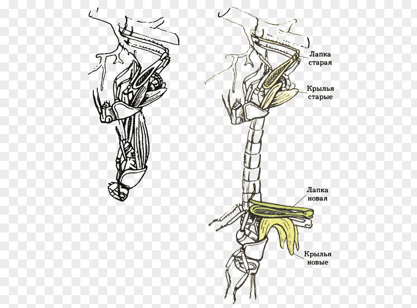 Sketch Illustration Mammal Product Design PNG