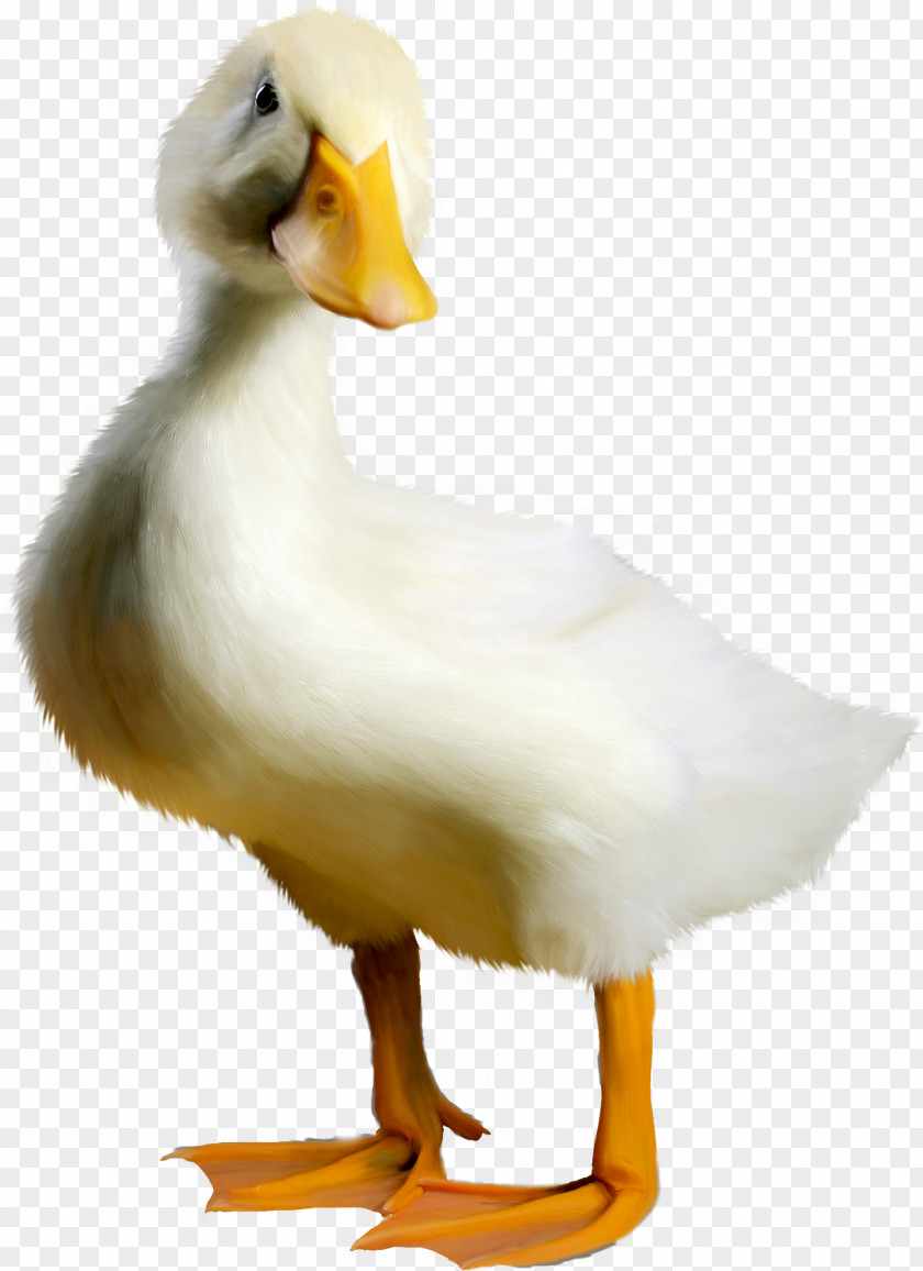 Stay Meng Cute Little Duck Goose Bird PNG