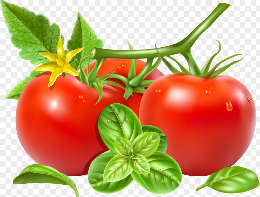 Vector Tomato San Marzano Royalty-free Vegetable Clip Art PNG