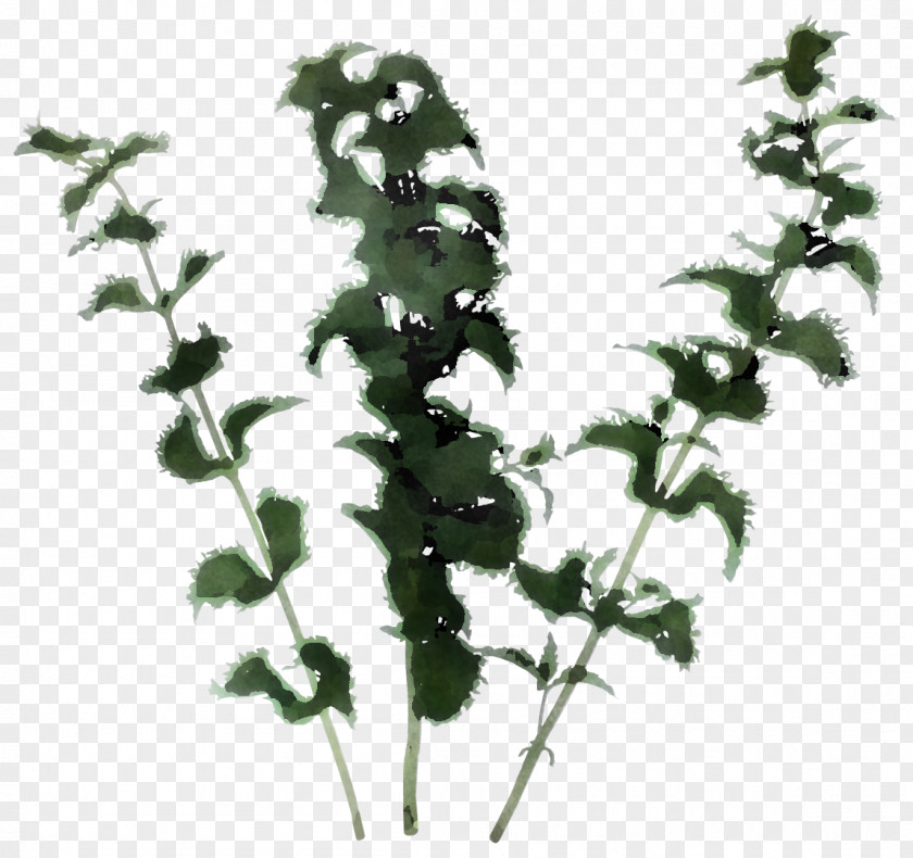 Walking Shoe Leaf Green Herbaceous Plant PNG