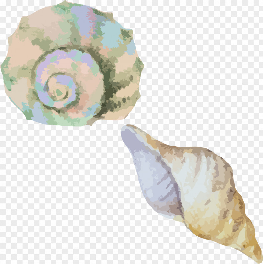 Watercolor Conch Material Sea Snail Seashell PNG