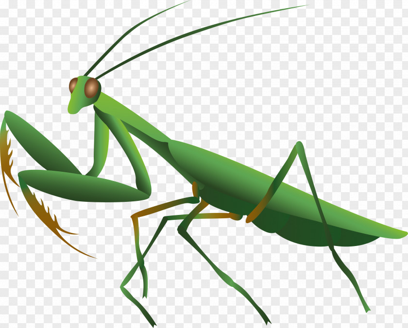 Insect Mantis Pest Plant Stem Clip Art PNG