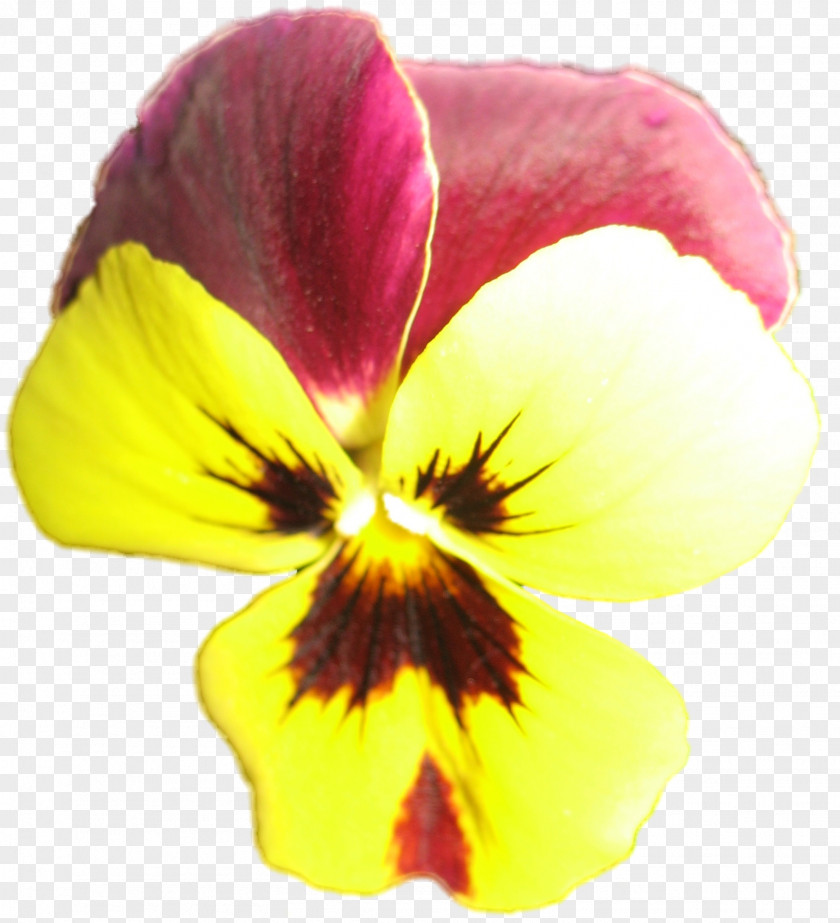 Pansy Close-up PNG