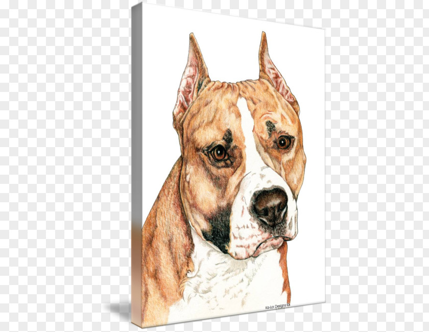 American Staffordshire Terrier Pit Bull PNG