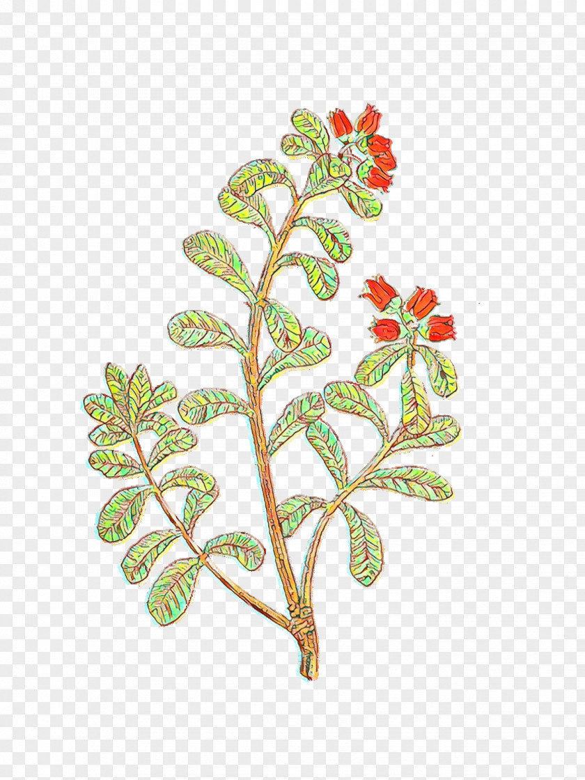 Branch Plant Stem Flowering Leaf PNG