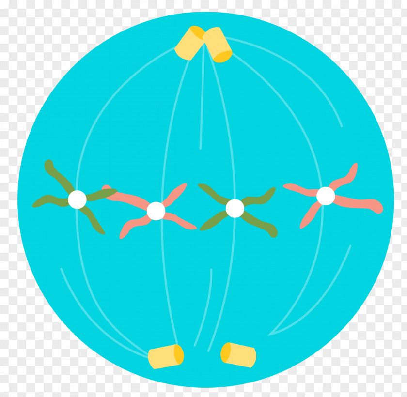 Cell Division Meiosis Chromosome PNG