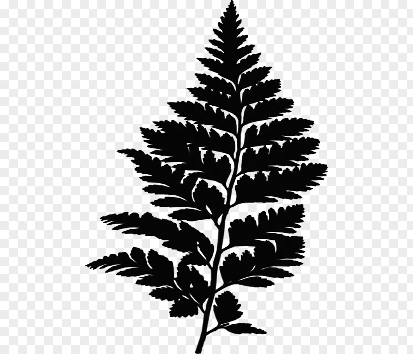 Fern Fir Leaf Vascular Plant Plants PNG