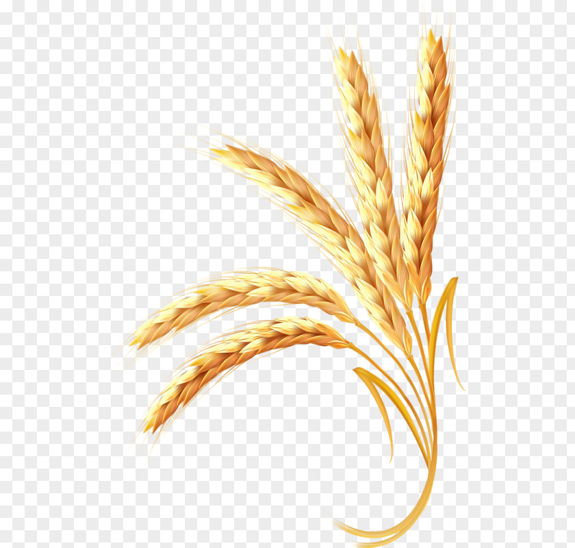 Golden Wheat Ear Cereal PNG