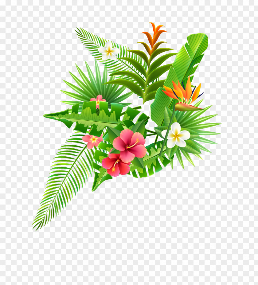 Green Plant Bushes Strelitzia Reginae Parrot Flower Illustration PNG