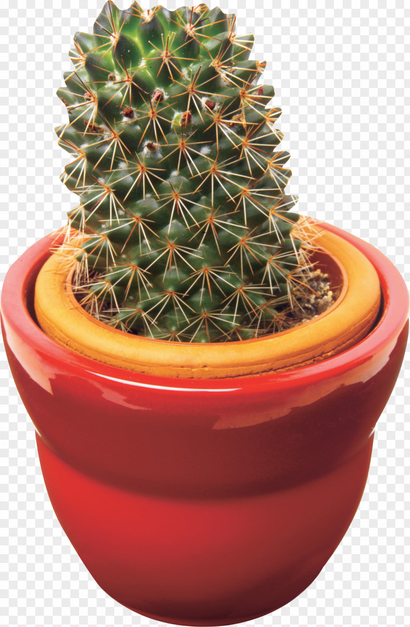 Plant Cactaceae Acanthocereus Tetragonus Clip Art PNG