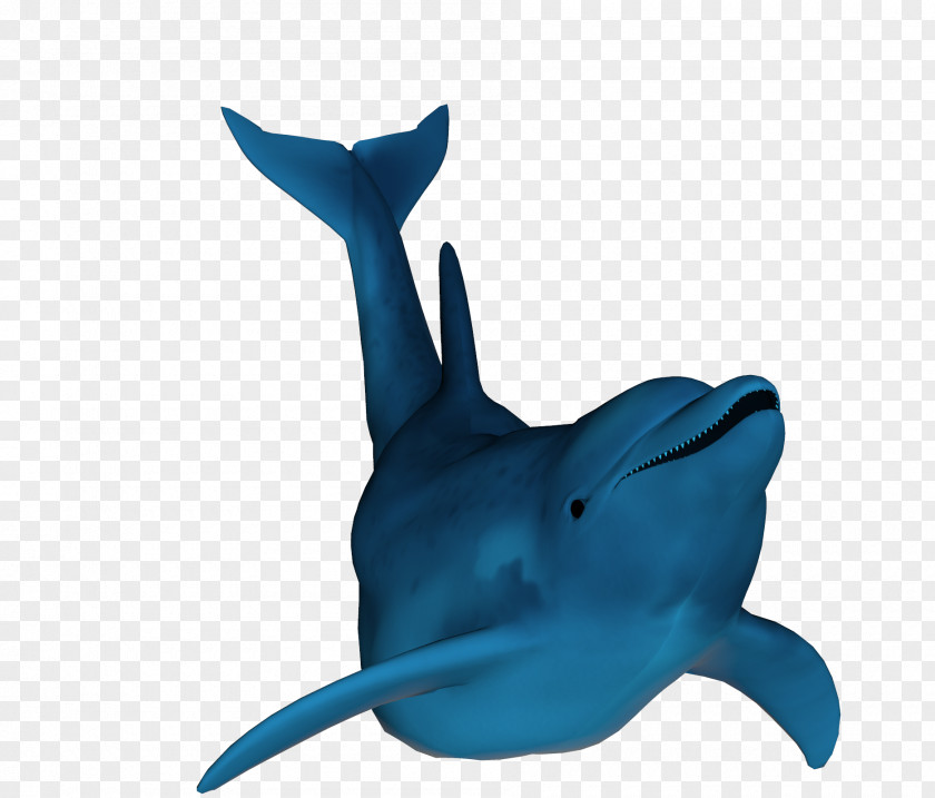 Shark Common Bottlenose Dolphin Tucuxi Cobalt Blue PNG