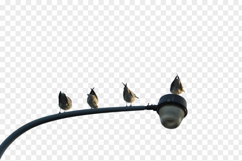 Street Light Bird DeviantArt PNG