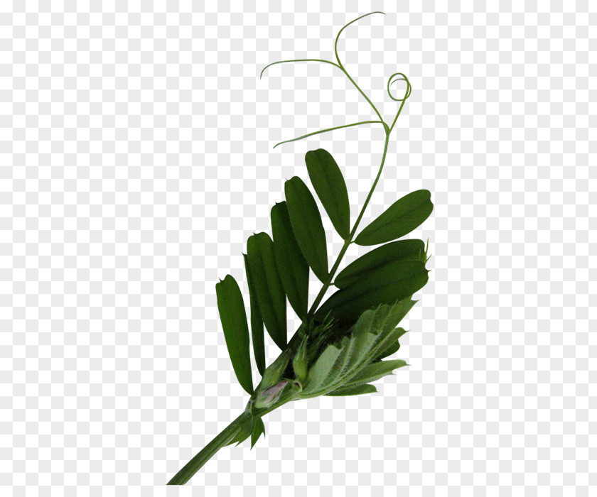 树叶 Leaf Tree Plant Stem PNG