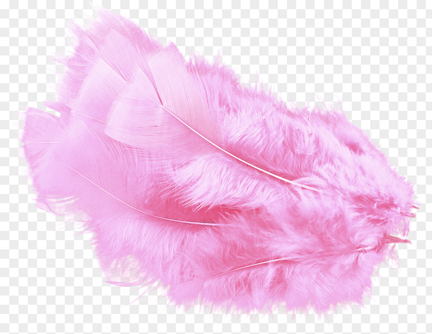 Pink Feather Boa PNG