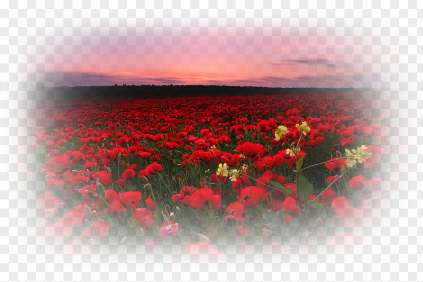 Red Color Animaatio Field Rose PNG