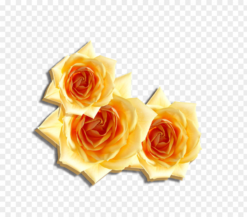 Rose Beach Flower Computer File PNG
