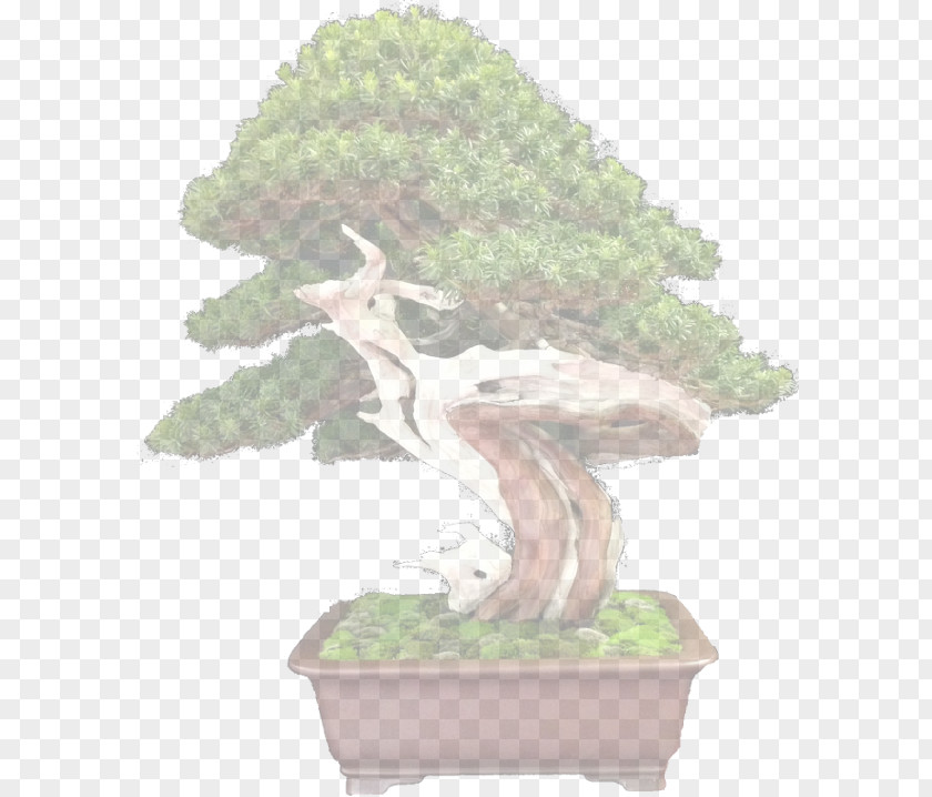 Sageretia Theezans Oltre Il Verde Bonsai Flowerpot Tree PNG