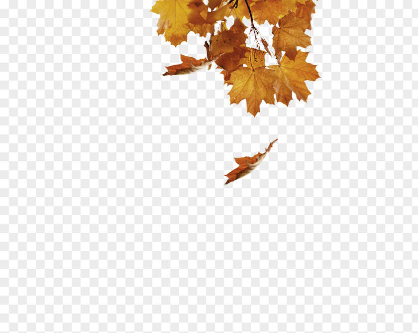 Uk Landmark Twig Maple Leaf Desktop Wallpaper Computer PNG