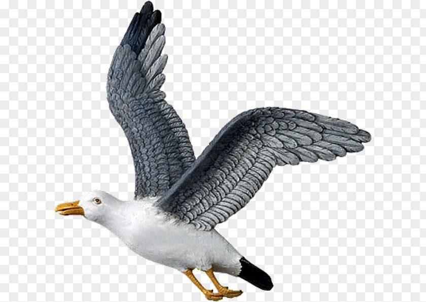 Bird European Herring Gull Great Black-backed Bald Eagle PNG