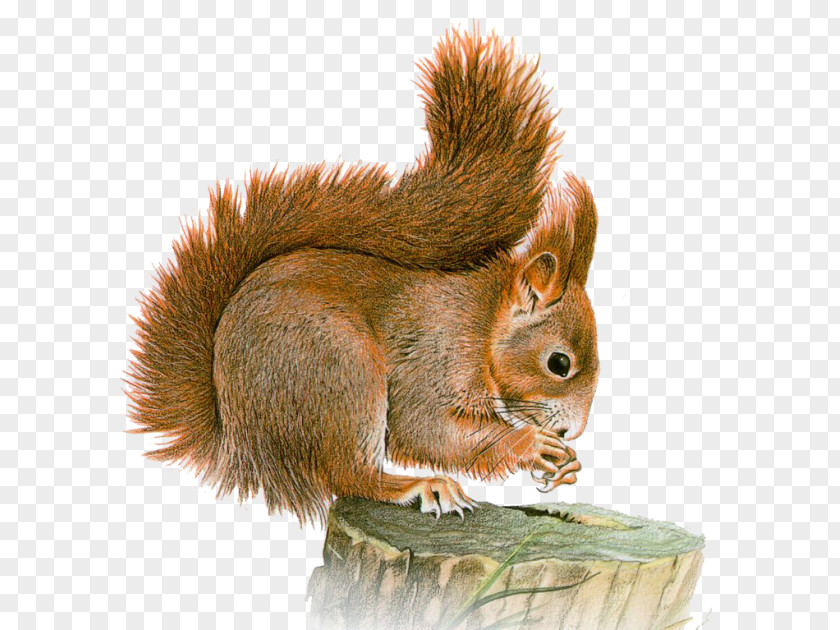 Bu Eastern Gray Squirrel Basabizitza Animal Clip Art PNG