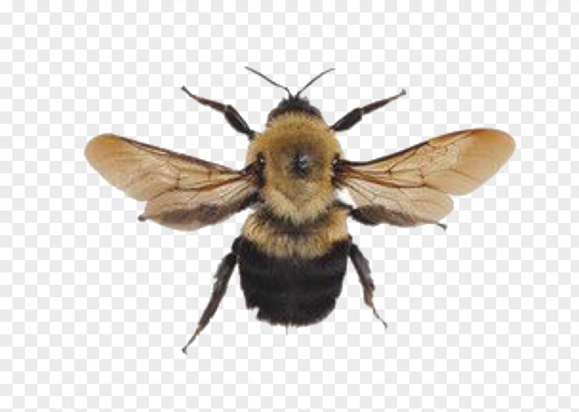 Bumblebee Insect Winged Image Aesthetics PNG