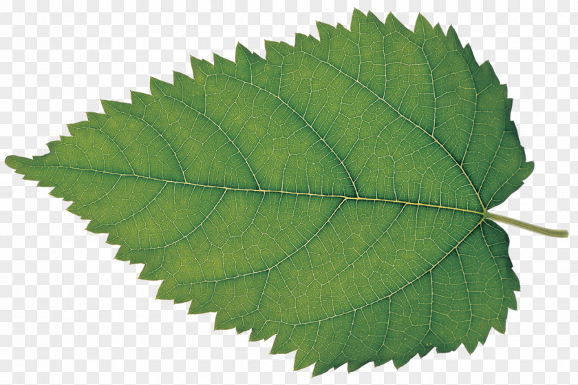Leaves Leaf Silkworm White Mulberry Plant Bladnerv PNG