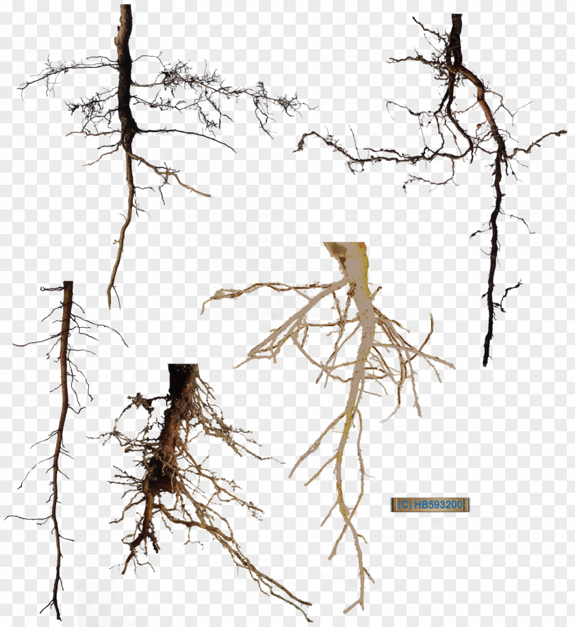 Root Tree DeviantArt PNG