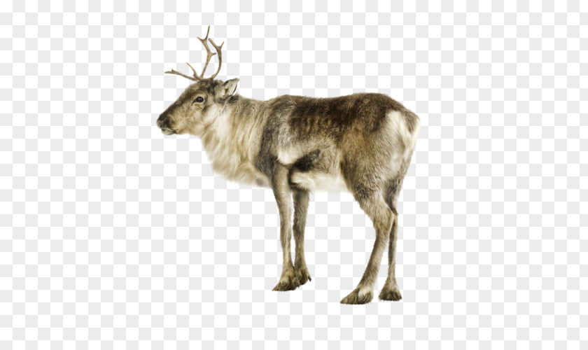 Deer Reindeer Photography Clip Art PNG