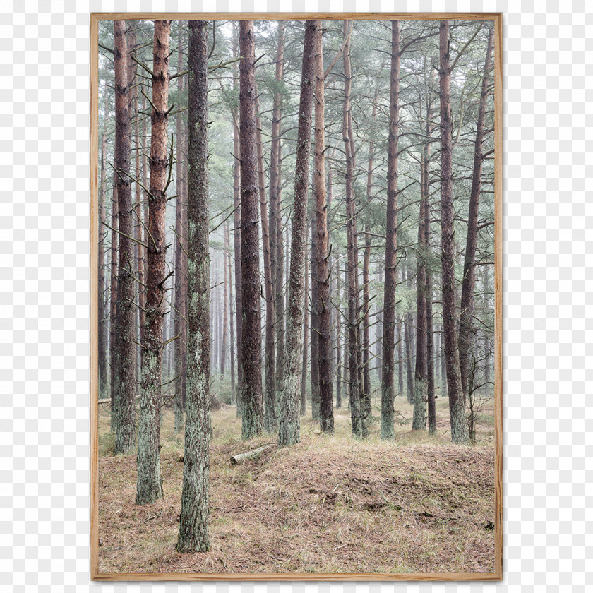 Dense Trees Poster Photography Forest PNG
