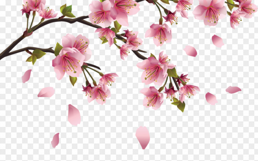 Flower Dividers Cherry Blossom Desktop Wallpaper Clip Art PNG