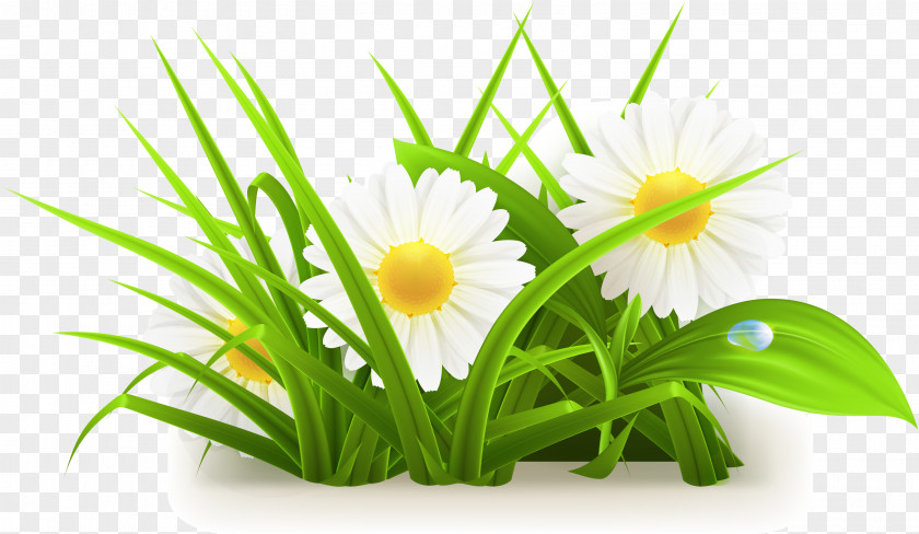 Flowers Grass Vector Common Daisy PNG
