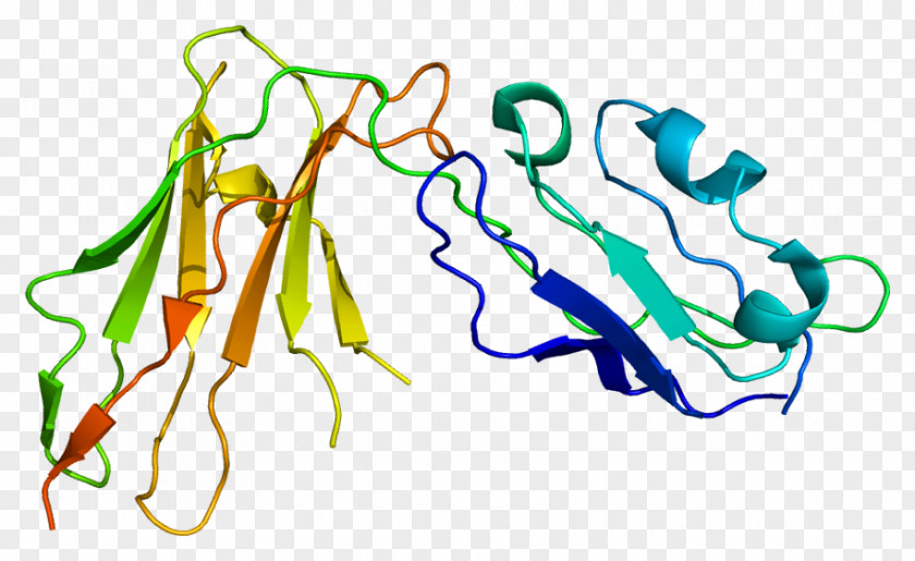 Interferon Beta1b Lilrb1 Gene Protein Leukocyte Immunoglobulin-like Receptors Clip Art PNG